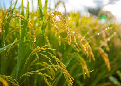 二十四节气丨秋分：恰如其分，平分秋色